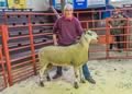 Reserve Champion Bluefaced Leicester_2